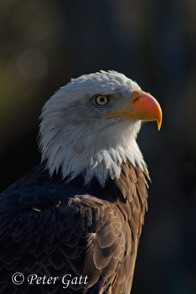 Bald-Eagle-1.jpg